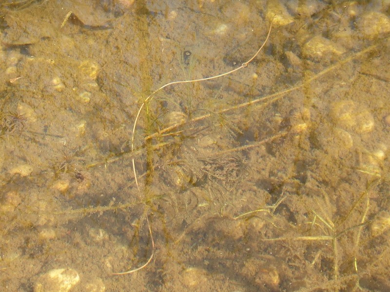 Che cos''�? (Verme Nematomorpha)